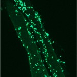 Olive root hairs colonised on the surface by the beneficial bacteria Pseudomonas fluorescens PICF7.
