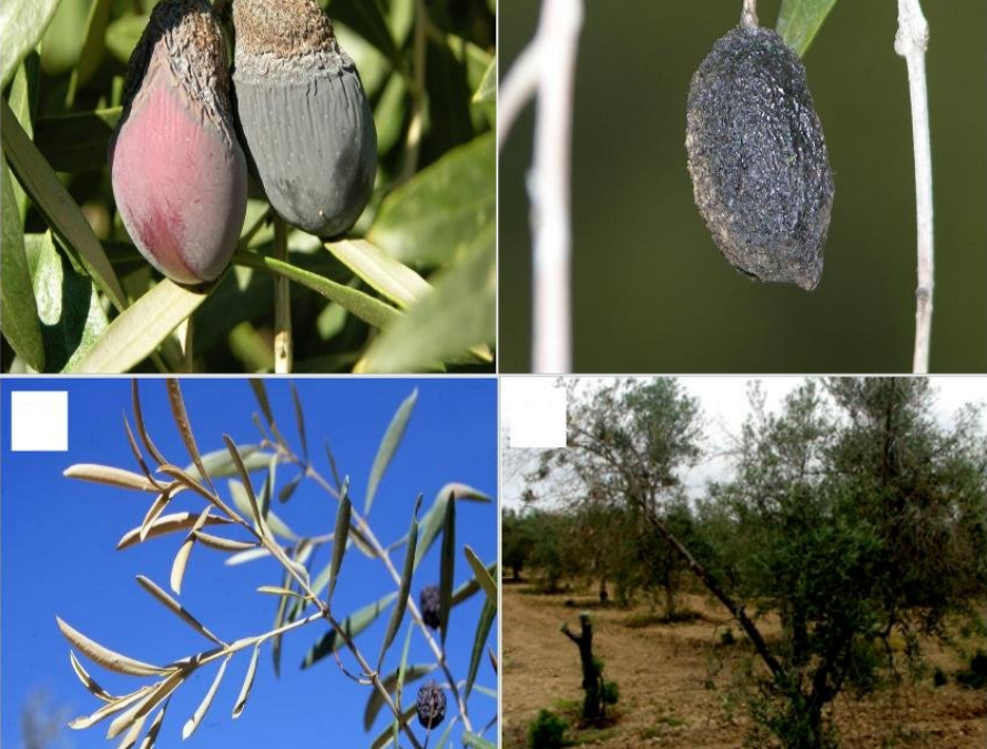 Seminario semanal "La Antracnosis del olivo: 10 años de investigación"
