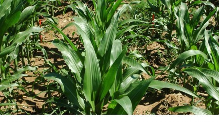 Un modelo matemático explica la dinámica de productividad de las cosechas de maíz