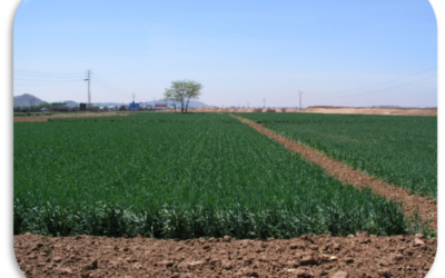 David García de León presenta su tesis «Modelling the effects of climate change on weed population dynamics» el 29 de octubre