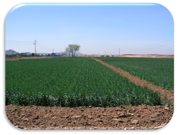 David García de León presenta su tesis «Modelling the effects of climate change on weed population dynamics» el 29 de octubre
