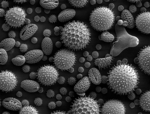 Un proceso de autorregulación de las plantas influye en los niveles de polen