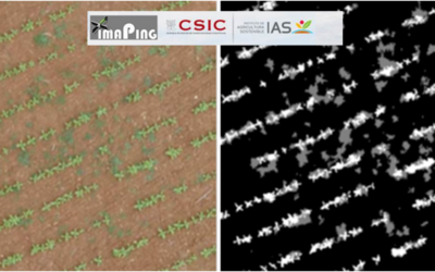 Un paso adelante en la detección de malas hierbas en cultivos mediante tecnología UAV