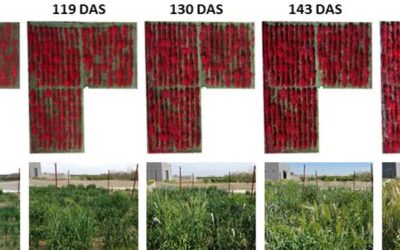 Fenotipado de cereales para la producción de bioetanol mediante drones