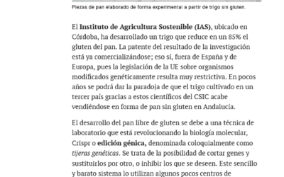 Un nuevo pan sin gluten de origen andaluz, pero sin las bendiciones de la UE – Francisco Barro losada