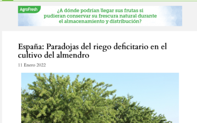 Paradojas del riego deficitario en el cultivo del almendro
