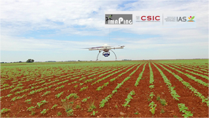 1. Drone MD4-1000 despegando sobre un campo de girasol