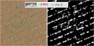 2. Representación de resultados obtenidos. Izquierda: Imagen original obtenida mediante vuelo con el dron utilizado; Derecha: Imagen resultado donde cada color representa una clase: cultivo (color blanco), malas hierbas (color gris) y zonas sin vegetación (color negro)