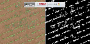 2. Representación de resultados obtenidos. Izquierda: Imagen original obtenida mediante vuelo con el dron utilizado; Derecha: Imagen resultado donde cada color representa una clase: cultivo (color blanco), malas hierbas (color gris) y zonas sin vegetación (color negro) 2. Representación de resultados obtenidos. Izquierda: Imagen original obtenida mediante vuelo con el dron utilizado; Derecha: Imagen resultado donde cada color representa una clase: cultivo (color blanco), malas hierbas (color gris) y zonas sin vegetación (color negro)