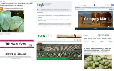 Seguimiento de la noticia: Habas más adaptadas y productivas – Diego Rubiales