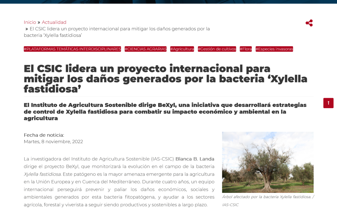 El CSIC lidera un proyecto internacional para mitigar los daños generados por la bacteria ‘Xylella fastidiosa’ – Blanca B. Landa