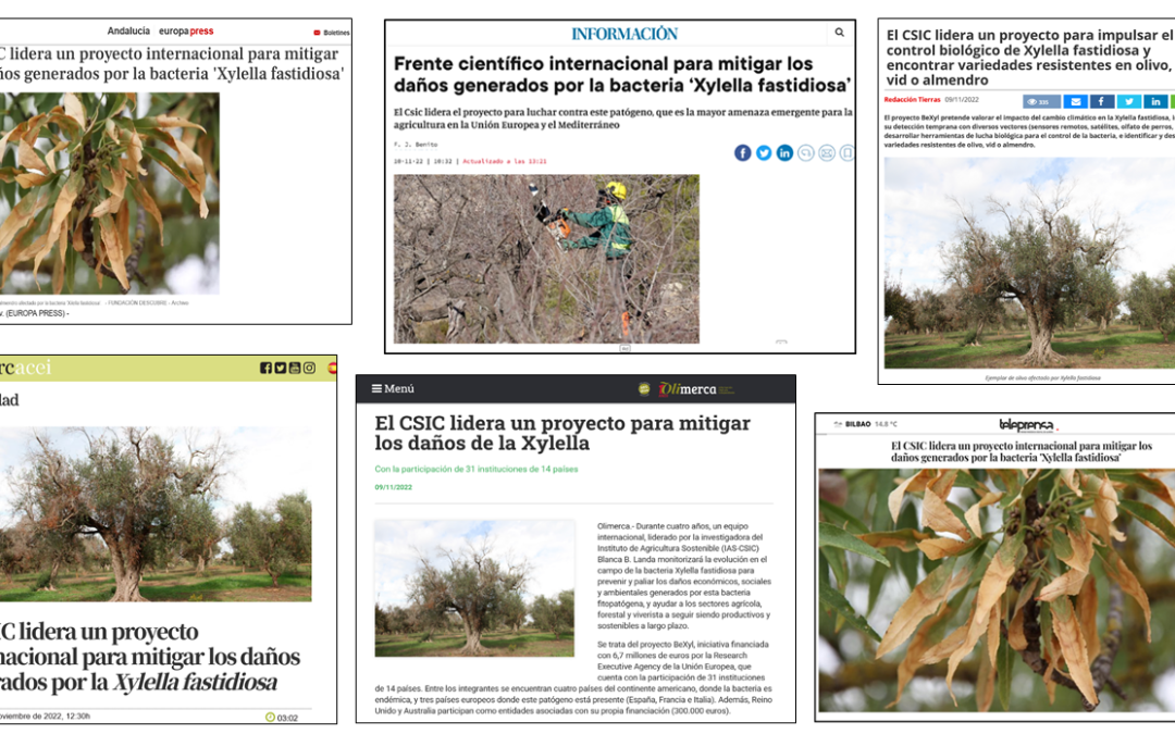 Seguimiento de la noticia: El CSIC lidera un proyecto internacional para mitigar los daños generados por la bacteria ‘Xylella fastidiosa’