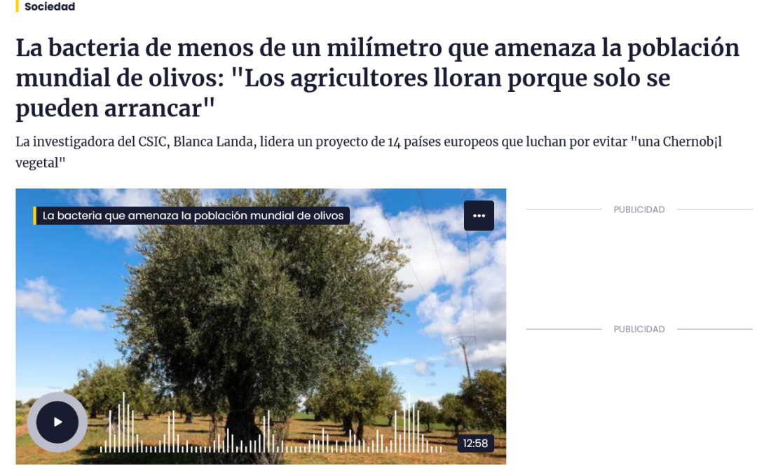 La bacteria de menos de un milímetro que amenaza la población mundial de olivos – Entrevista a Blanca B. Landa
