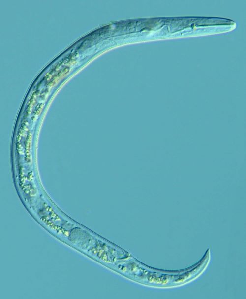 Paratylenchus short stylet