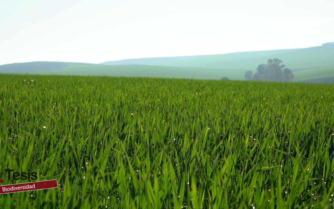 La diversificación del paisaje, en “Tesis” de AndalucíaTV