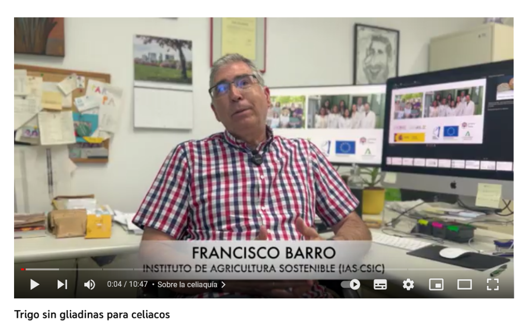 Trigo sin gliadinas para celiacos – Entrevista a Francisco Barro