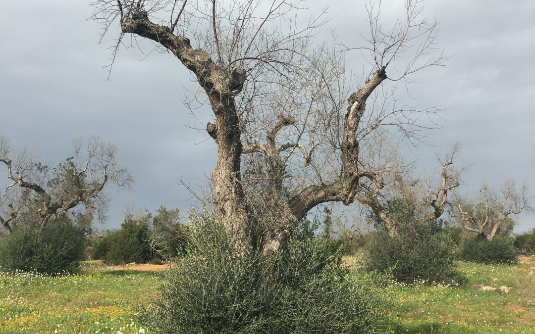 El IAS-CSIC de Córdoba reunirá a 150 expertos internacionales para repasar los avances en la investigación sobre Xylella fastidiosa