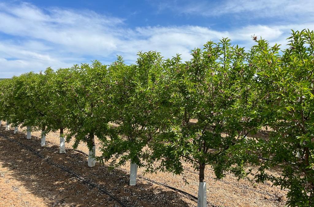 El IAS-CSIC de Córdoba evaluará los nuevos sistemas productivos del almendro