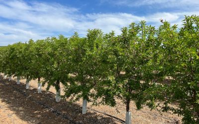 El IAS-CSIC de Córdoba evaluará los nuevos sistemas productivos del almendro