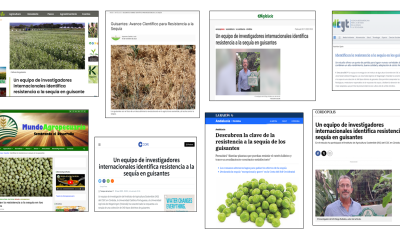 Seguimiento de la noticia:  Un equipo de investigadores internacionales identifica resistencia a la sequía en guisante