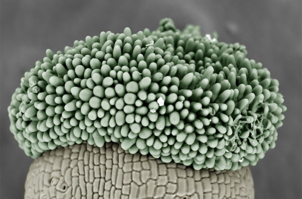 FOTCIENCIA presenta las mejores fotografías científicas de 2023 – Modalidad Agricultura Sostenible