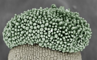 FOTCIENCIA presenta las mejores fotografías científicas de 2023 – Modalidad Agricultura Sostenible