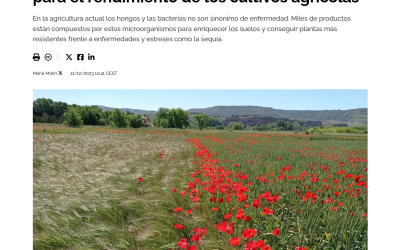 Hongos y bacterias, microorganismos clave para el rendimiento de los cultivos agrícolas