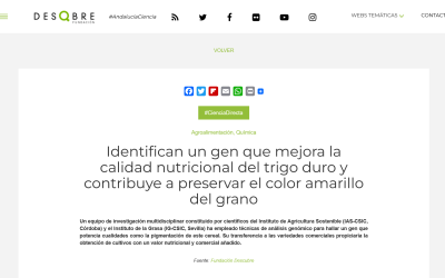 Identifican un gen que mejora la calidad nutricional del trigo duro y contribuye a preservar el color amarillo del grano