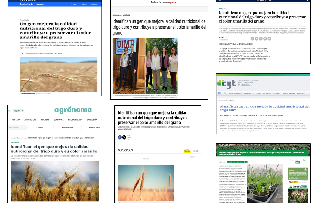 Seguimiento de la noticia: Identifican un gen que mejora la calidad nutricional del trigo duro y contribuye a preservar el color amarillo del grano