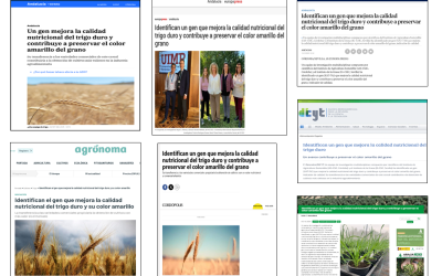 Seguimiento de la noticia: Identifican un gen que mejora la calidad nutricional del trigo duro y contribuye a preservar el color amarillo del grano