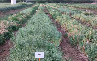 La Unión Europea reconoce la urgencia de apoyar al sector de las leguminosas, empezando por el desarrollo y disponibilidad de semilla de siembra de calidad.