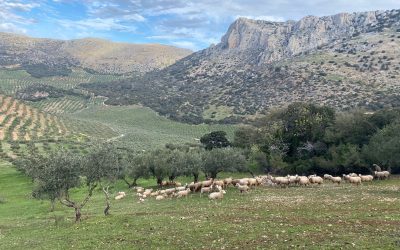 Nace la web de MARVIC, el proyecto europeo para el diseño de sistemas de monitorización de secuestro de carbono