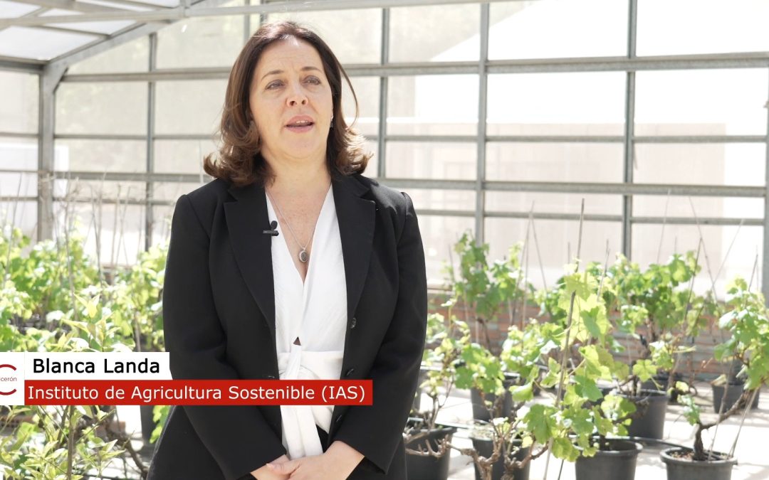 Vídeo “Enfermedades y plagas de la vid, actuales y emergentes” – CICERÓN CSIC, Blanca Landa