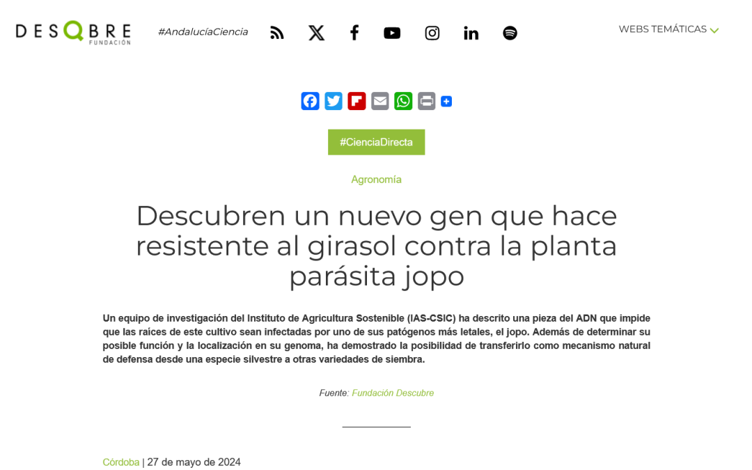 Descubren un nuevo gen que hace resistente al girasol contra la planta parásita jopo