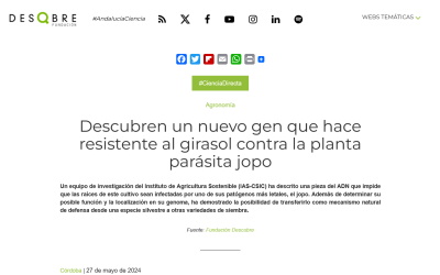 Descubren un nuevo gen que hace resistente al girasol contra la planta parásita jopo