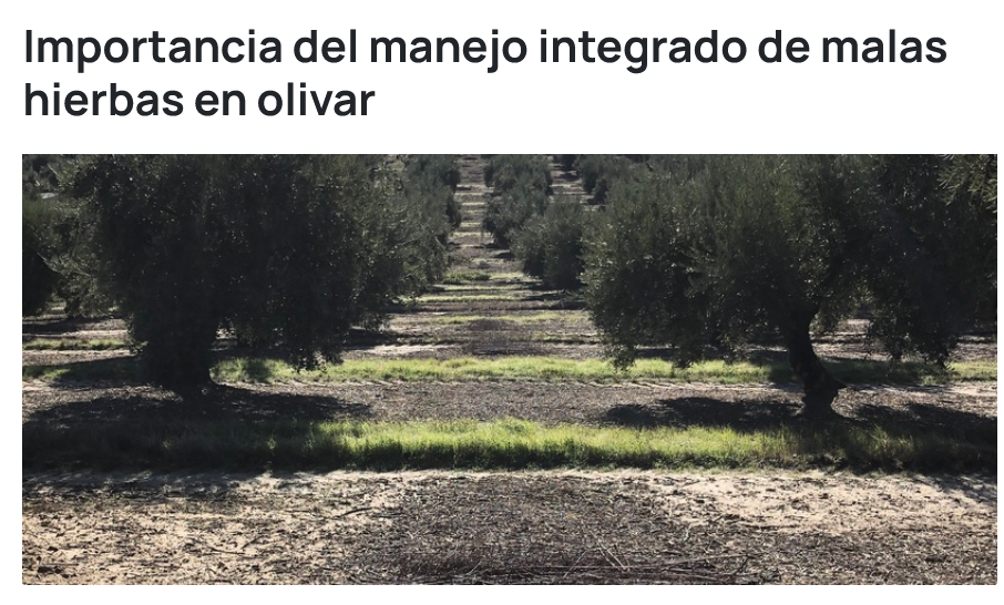 Importancia del manejo integrado de malas hierbas en olivar – V. Pedraza, J. L. González-Andújar