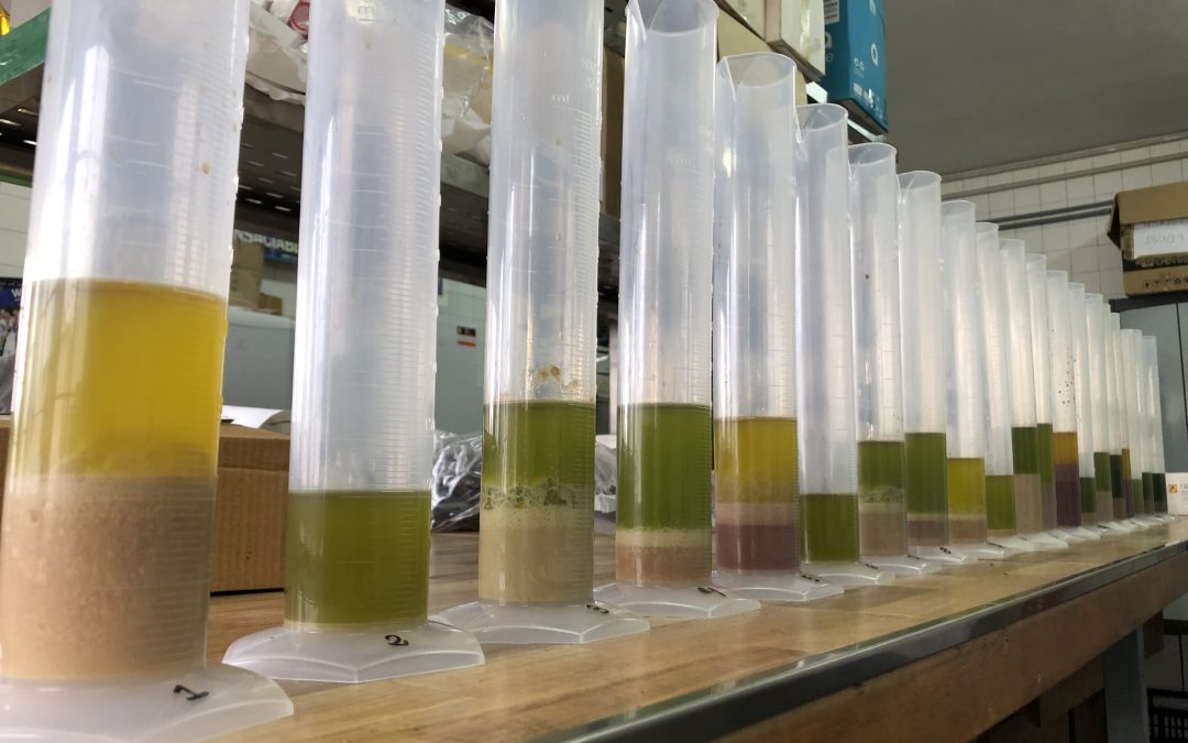 Desarrollan un método para determinar la estabilidad oxidativa y composición acídica del aceite de oliva de manera rápida y consistente