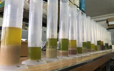 Desarrollan un método para determinar la estabilidad oxidativa y composición acídica del aceite de oliva de manera rápida y consistente