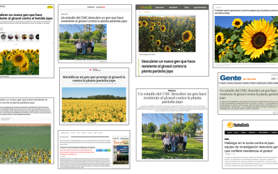 Seguimiento de la noticia: Descubren un nuevo gen que hace resistente al girasol contra la planta parásita jopo