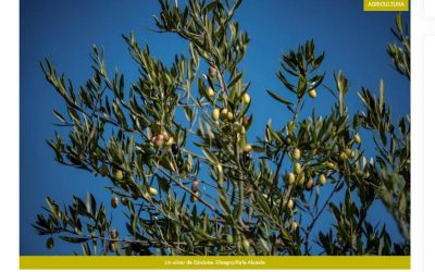 Educar a los turistas es clave para evitar la Xylella y la importación de plagas agrícolas – Blanca Landa