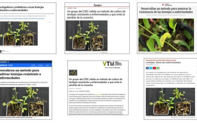 Seguimiento de la noticia: Validan un método que contribuye al cultivo de lentejas resistentes a enfermedades