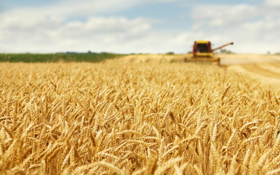 El CSIC participa en un proyecto europeo de mejoramiento genético de patata, trigo y leguminosas para combatir las plagas