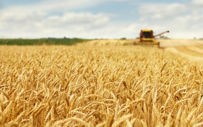 El CSIC participa en un proyecto europeo de mejoramiento genético de patata, trigo y leguminosas para combatir las plagas