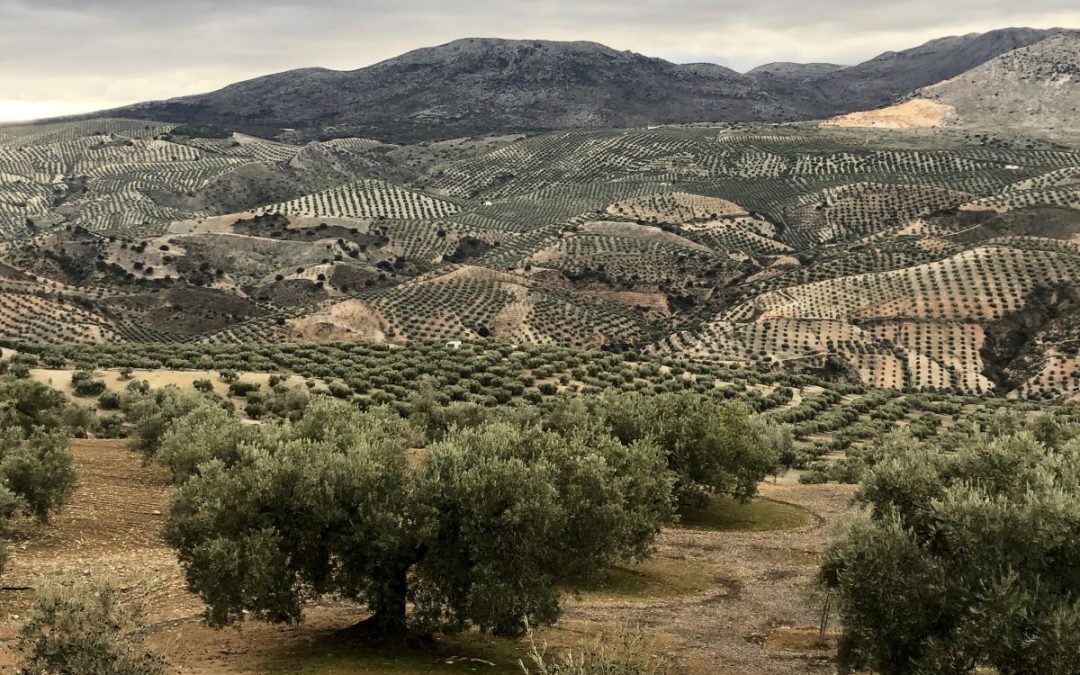 Día Mundial del Olivo: investigando para que tradición y modernidad impulsen el futuro del olivar – Raúl de la Rosa