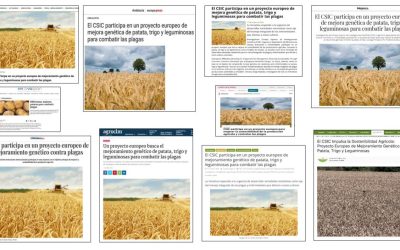 Seguimiento Noticia:  El CSIC participa en un proyecto europeo de mejoramiento genético de patata, trigo y leguminosas para combatir las plagas