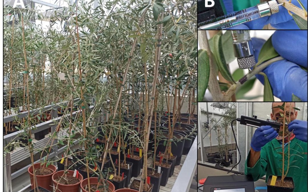 El proyecto europeo BeXyl avanza en el desarrollo de métodos de detección temprana de la bacteria Xylella fastidiosa en olivo
