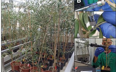 El proyecto europeo BeXyl avanza en el desarrollo de métodos de detección temprana de la bacteria Xylella fastidiosa en olivo