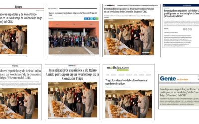 Seguimiento Noticia:  Investigadores españoles y de Reino Unido participan en un workshop de la Conexión Trigo (Wheatnet) del CSIC