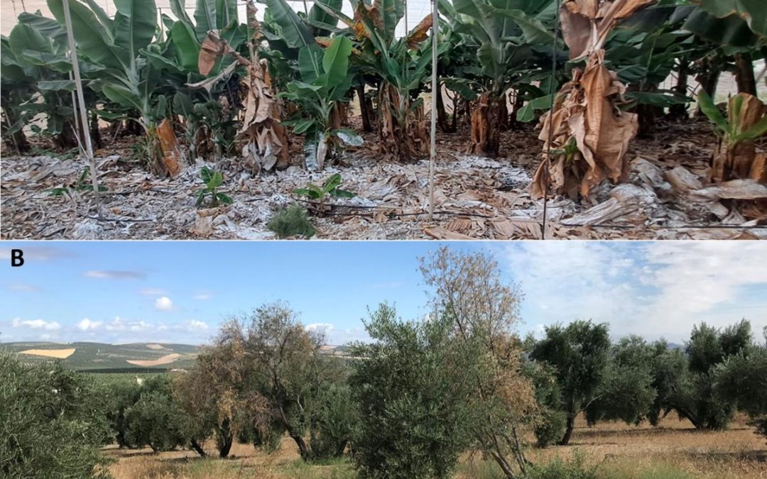 Investigadores del CSIC ponen de relieve la necesidad de encontrar soluciones sostenibles al control de hongos vasculares de las plantas