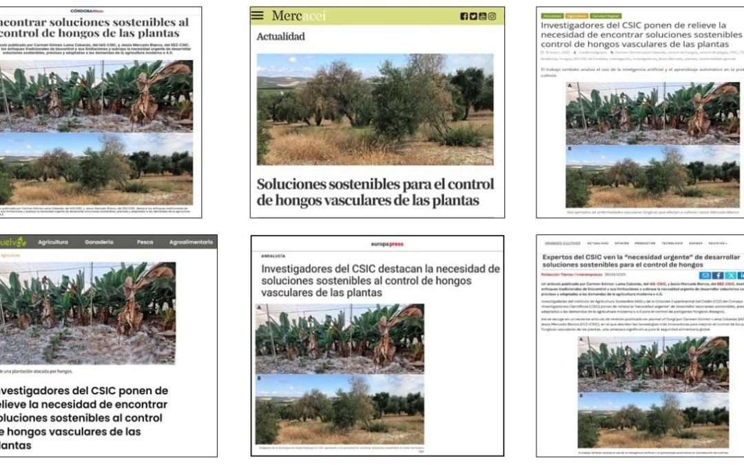 Seguimiento Noticia: Investigadores del CSIC ponen de relieve la necesidad de encontrar soluciones sostenibles al control de hongos vasculares de las plantas